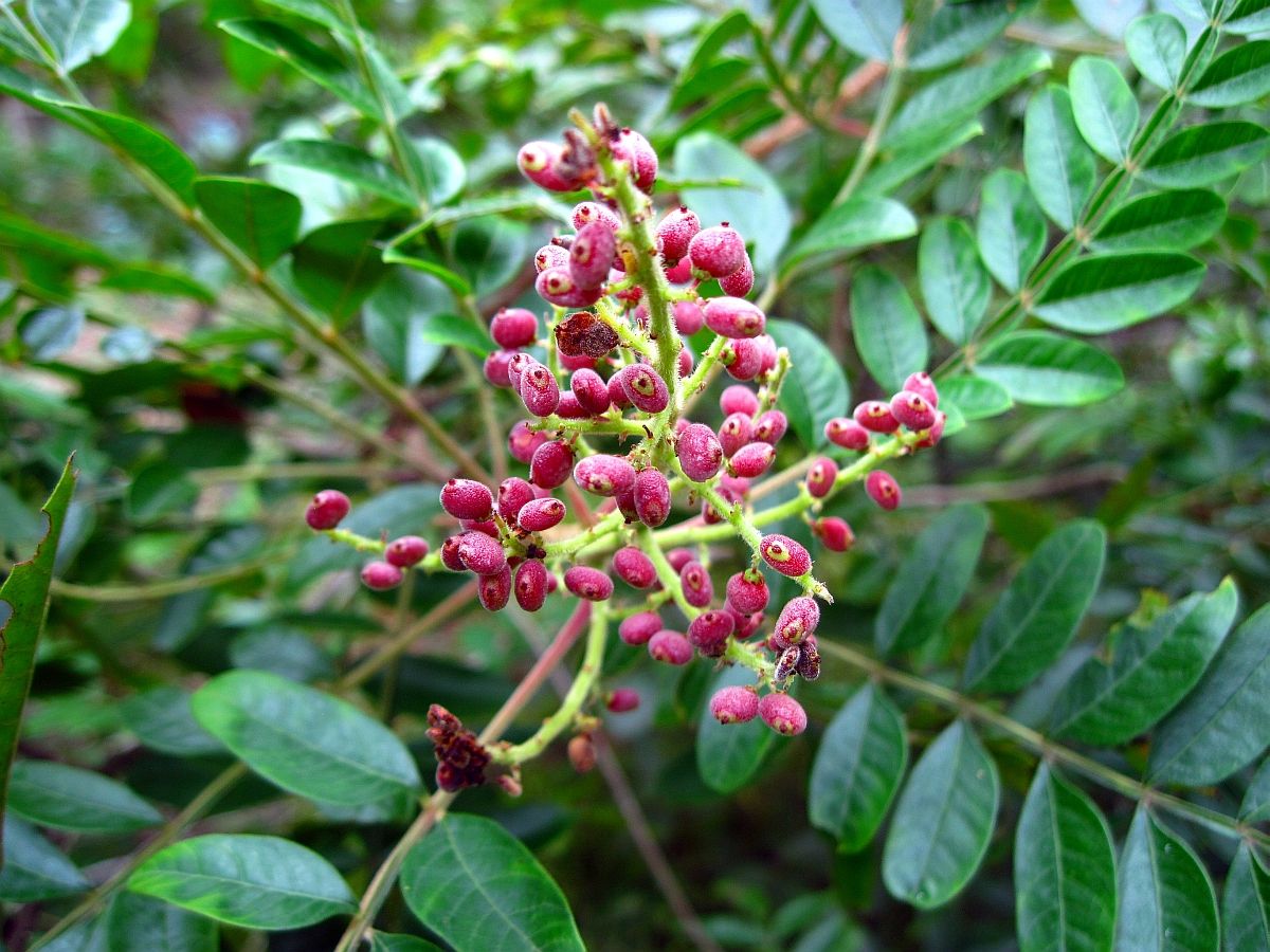 Winged Sumac, Rhus coppalina