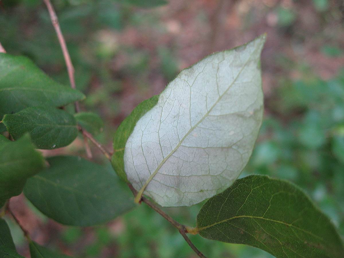 Note white on the underside of the leaf.