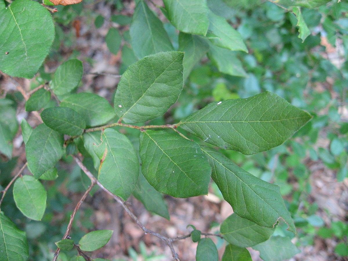 Top side of leaf is green and pointed