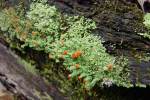 Lichen