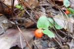 Gourd-1.html