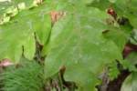 Hollyhock-1.html