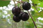 CherryTomato-1.html