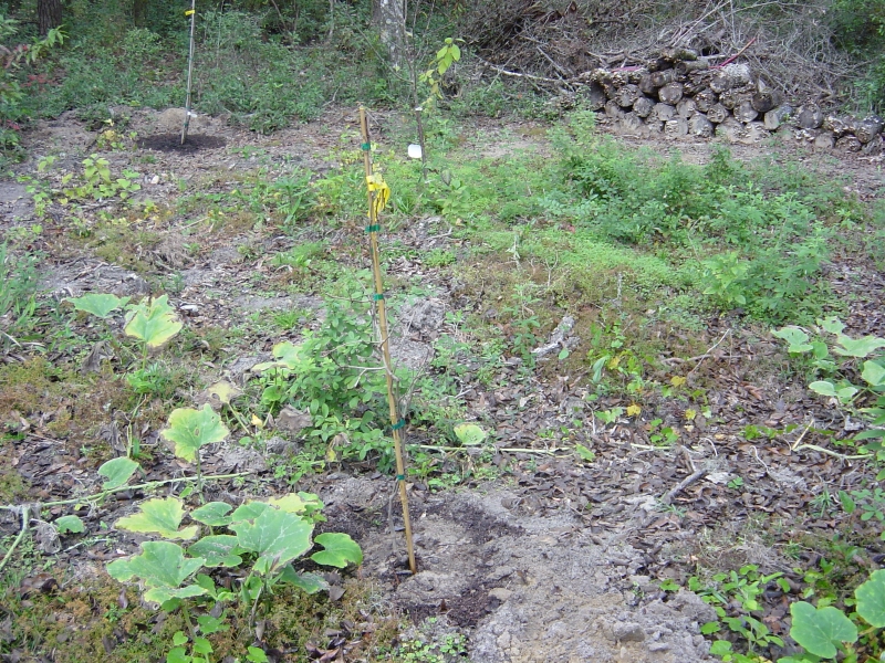 January 2005 - soon after planting