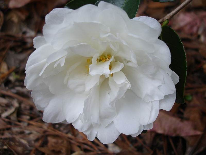 Cultivar 'Mine No Yuki'