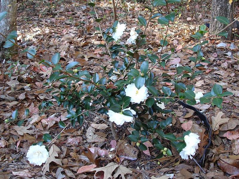 'Mine-no-Yuki' (Snow on Mountain Peaks - in Japanese)