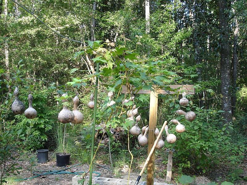 August 2006 - Note the birdhouse gourds drying on the wire that it shares with the grape vine