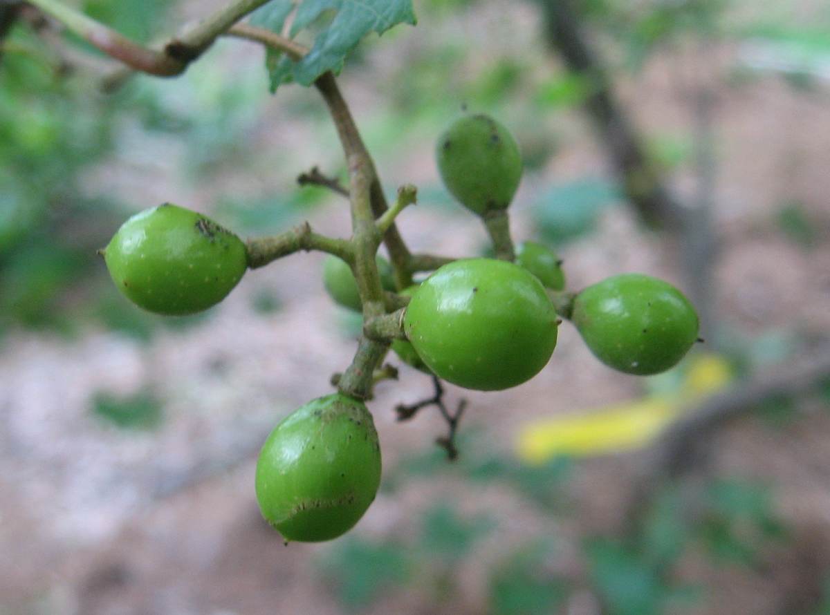 16 June 2009 - these unripe grapes are now the size of a BB