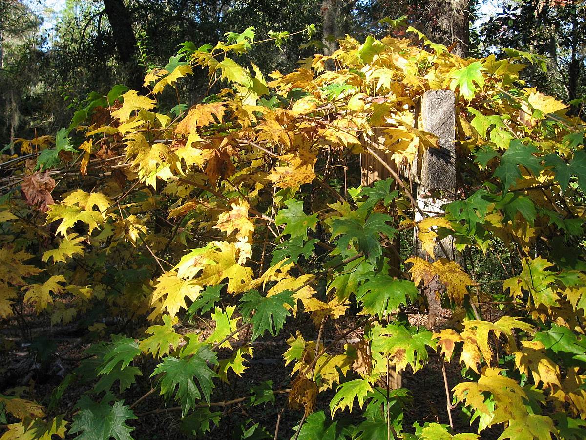 Fall Colors - 10 November 2008
