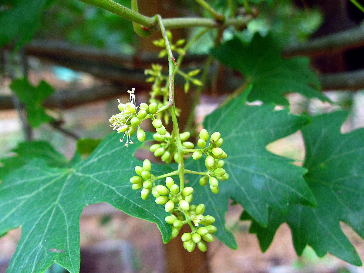 23 May 2010 -Blossoms or little grapes?