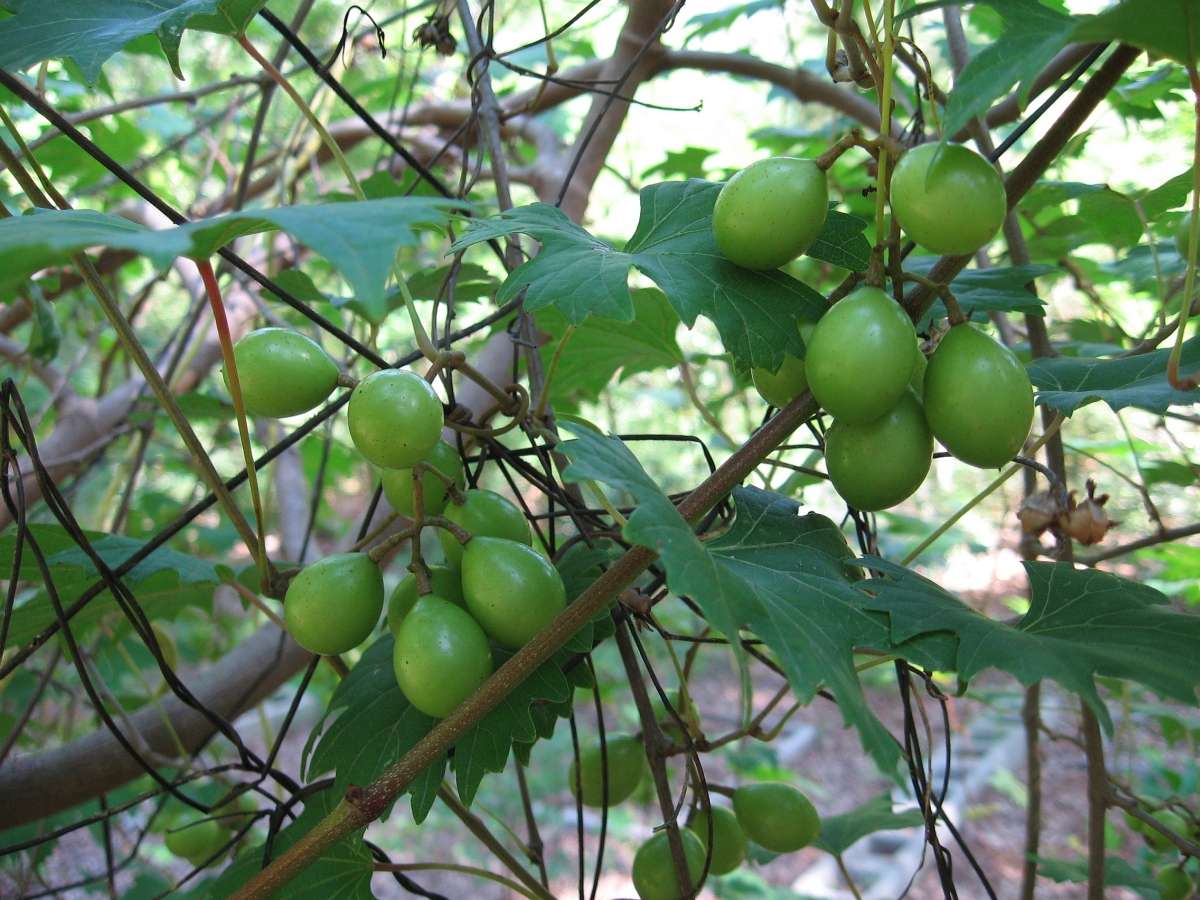 5 July 2008 - unripened grapes