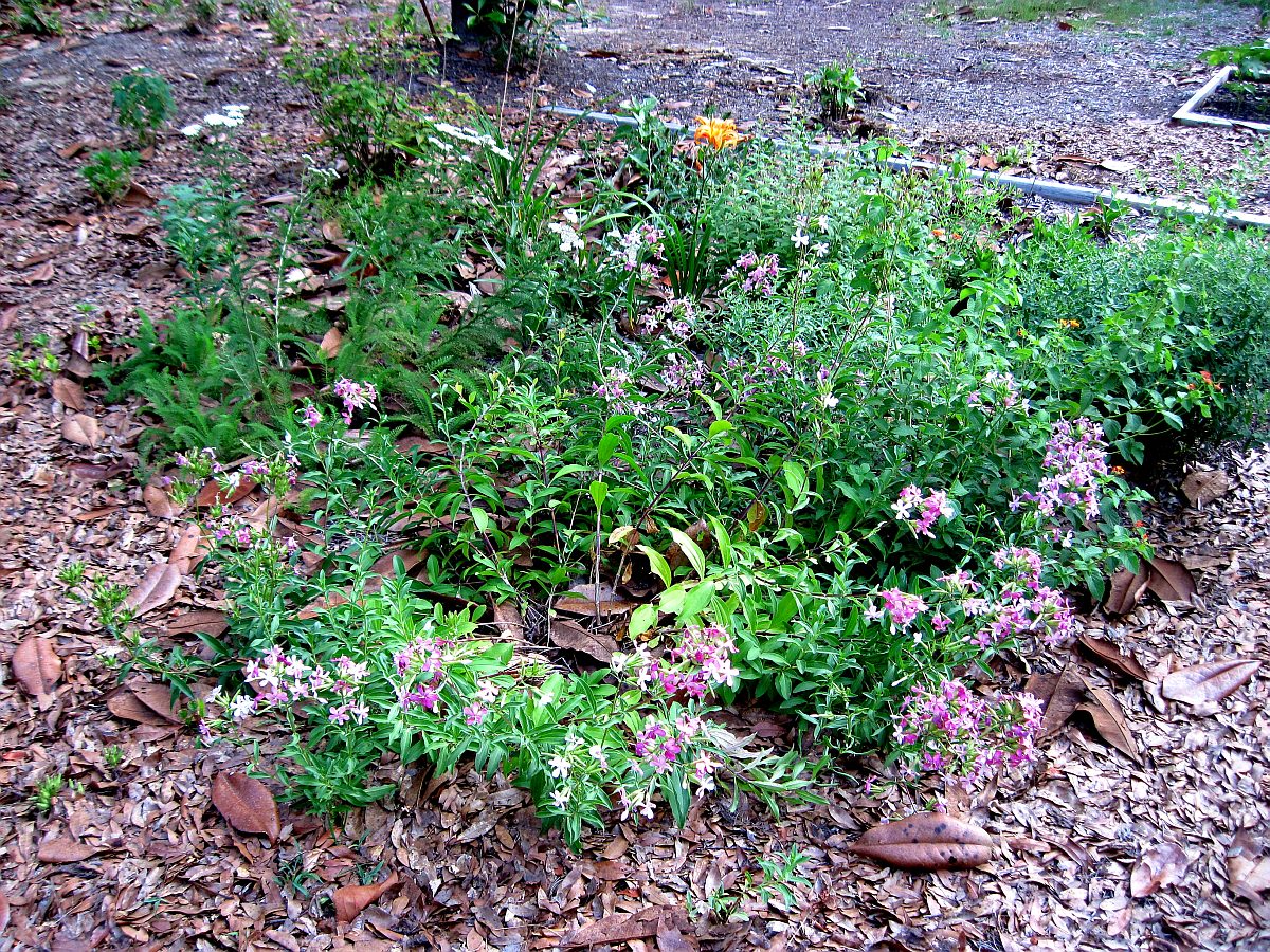 Saponaria Aocymoides, Soapwort, Bouncing Bet