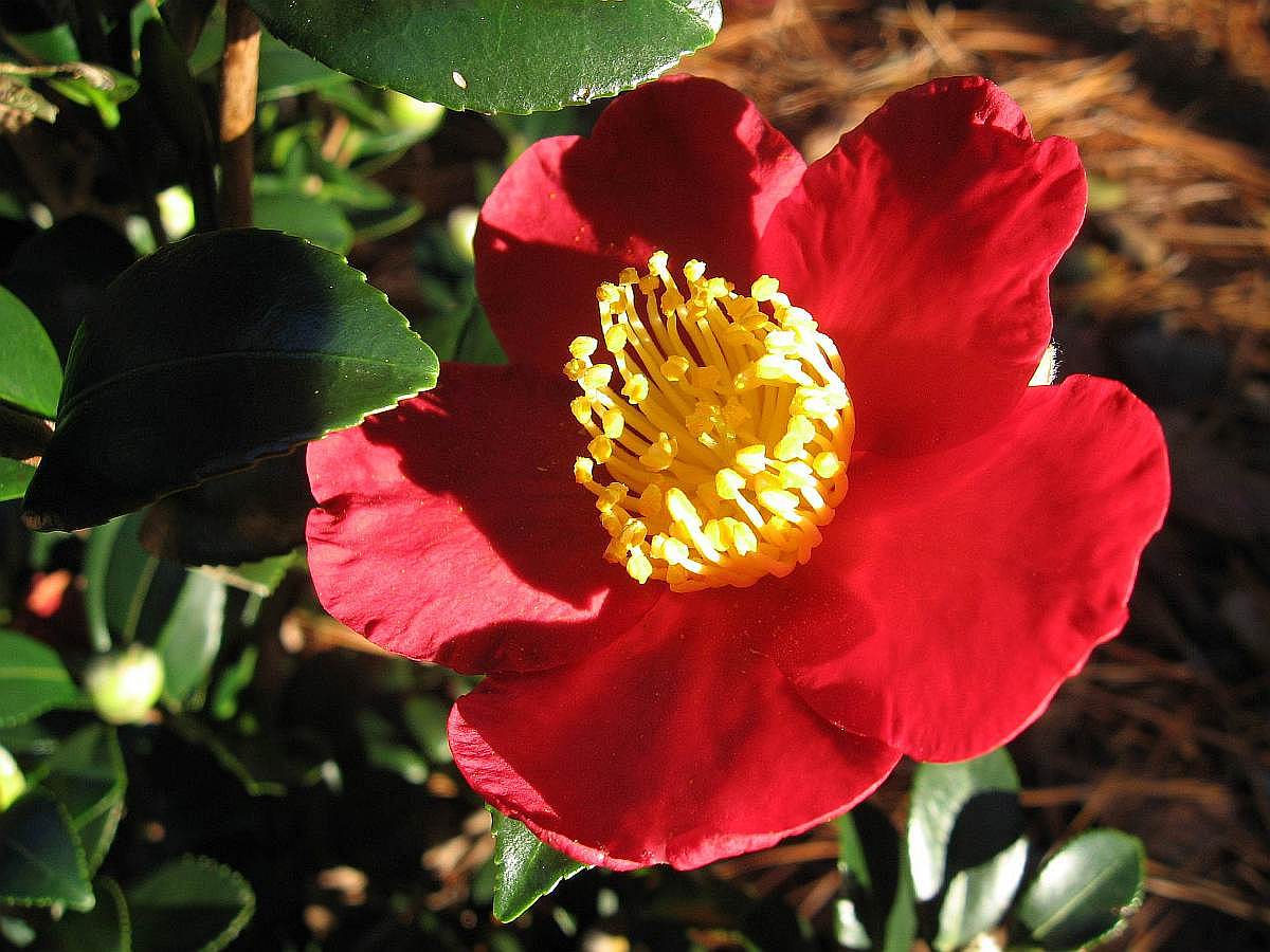 'Yuletide' - 7 Dec. 2008