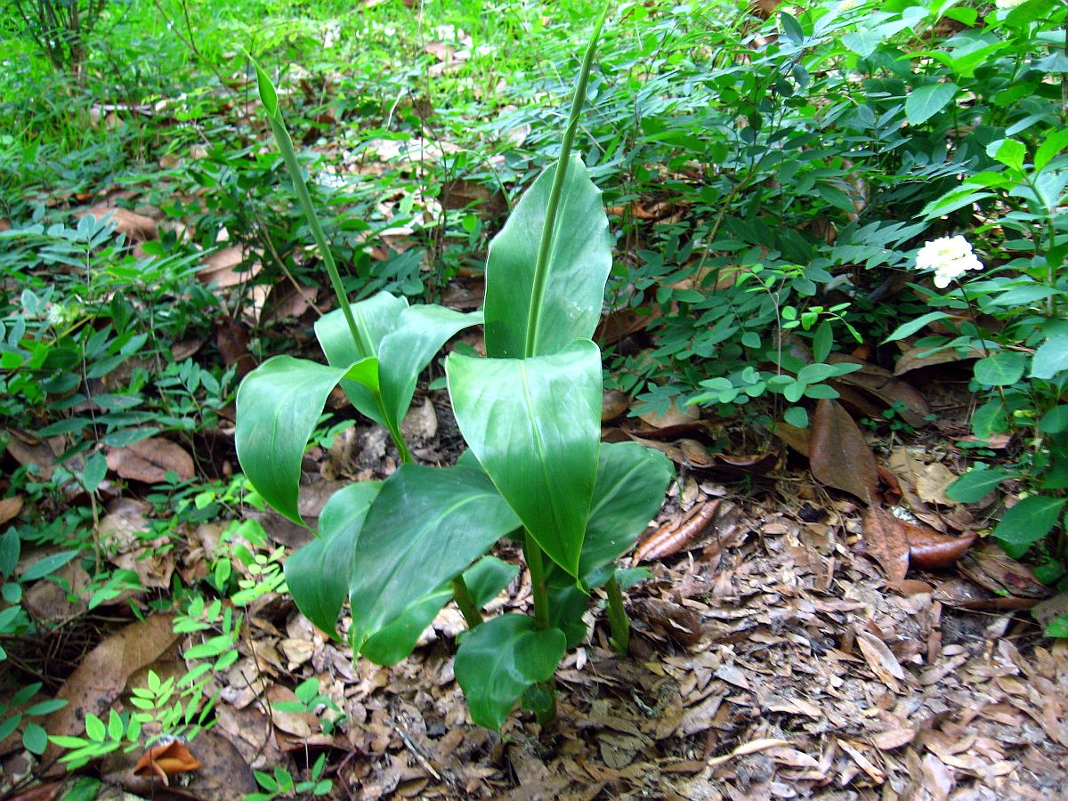 16 May 2010 - Just planted