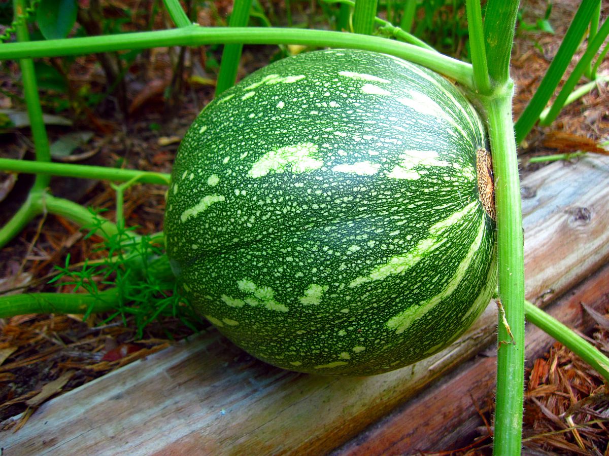 26 July 2010