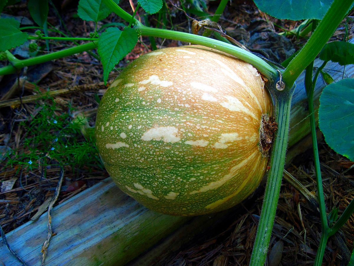 21 Aug. 2010 - Ripening