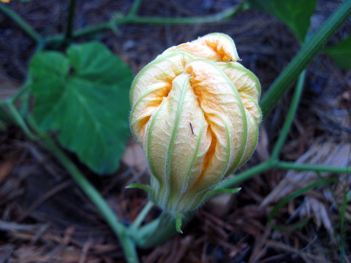 19 June 2010 - Blossom