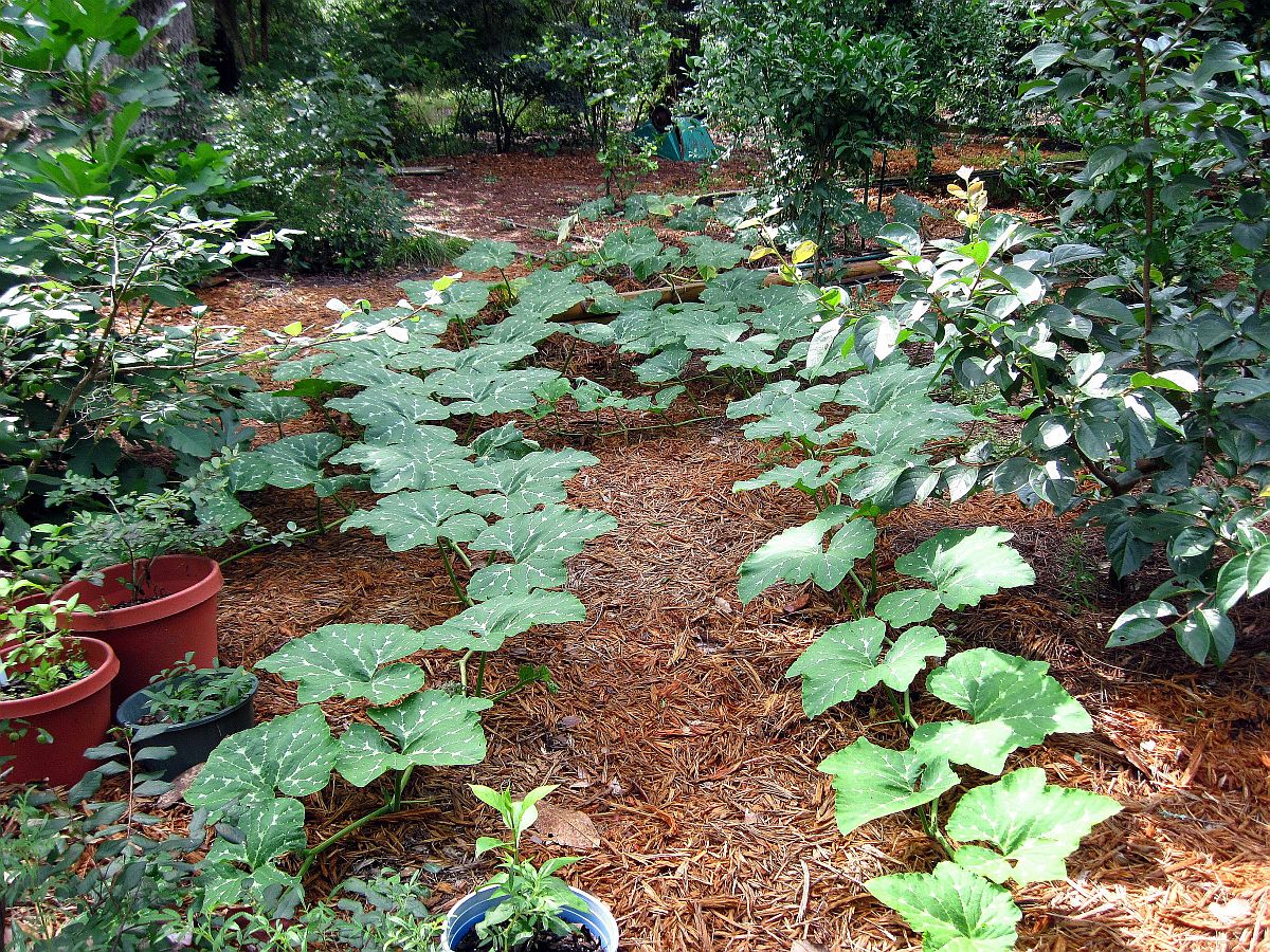 21 June 2010 - Same vine as above, 2 weeks later