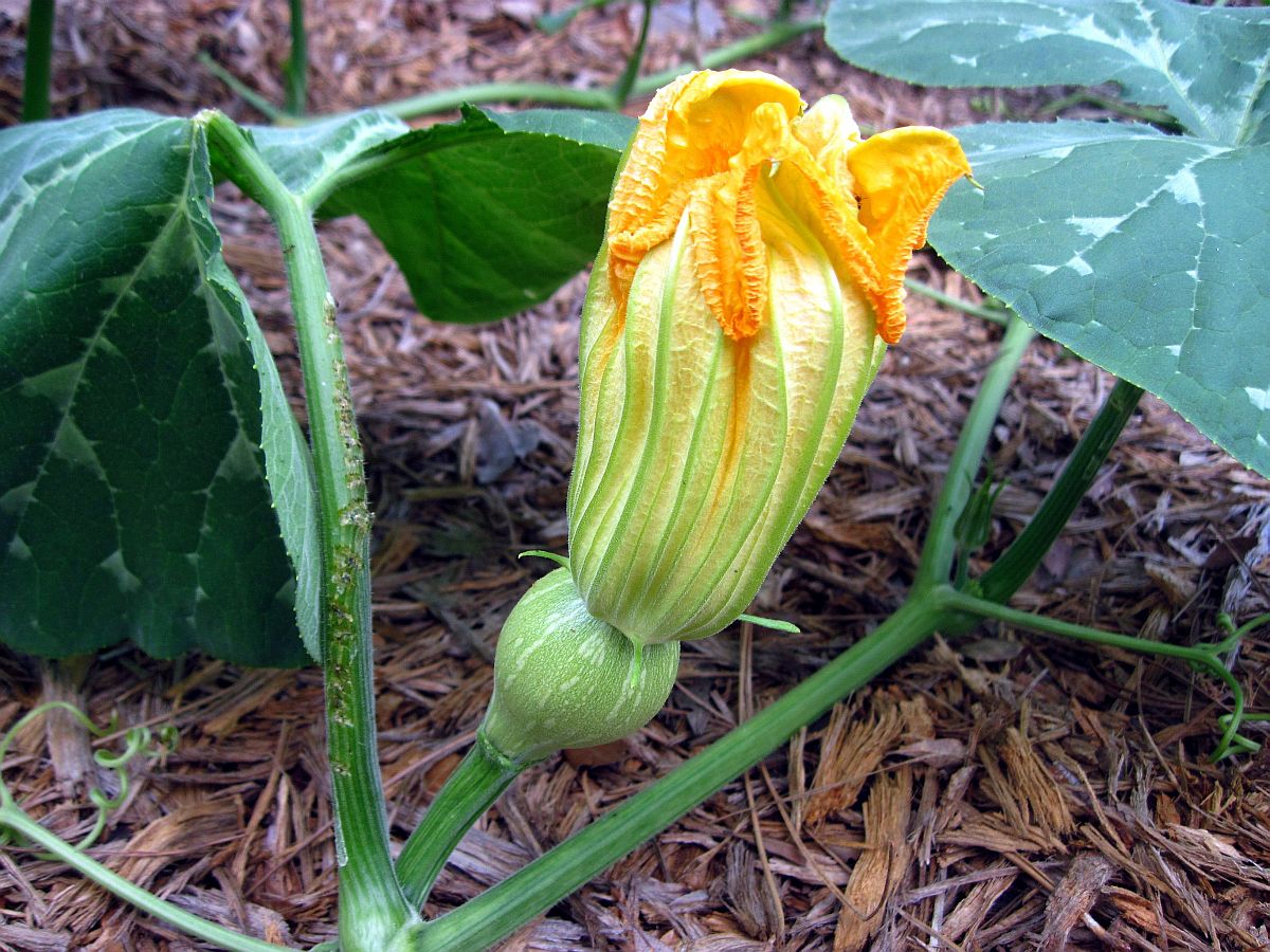 25 July 2010 - Fruit forming