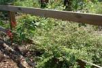 Zinnia-2.html