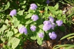 Zinnia-2.html