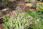 Zinnia-2.html