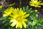 BushDaisy-1.html