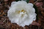 Zinnia-2.html