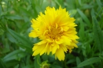 Hollyhock-1.html