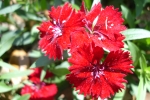 Dianthus-1.html