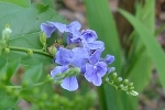 Hollyhock-1.html