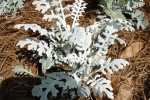 Zinnia-2.html