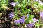Fanflower-2.html