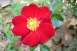 Zinnia-2.html
