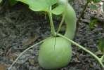 Gourd-1.html