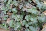 Zinnia-2.html