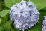 Hydrangea-4.html