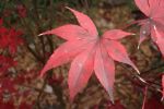 JapaneseMaple-1.html