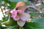 Hollyhock-1.html