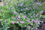 PorterWeed-1.html