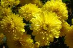 Mums-1.html