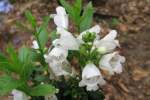 HibiscusMoscuetos-2.html
