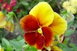 Hollyhock-1.html