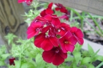 Hollyhock-1.html