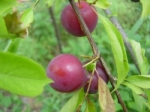 Plum-1.html