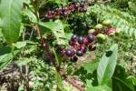 Pokeberry-1.html