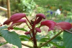 Zinnia-2.html