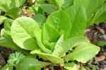 Lettuce