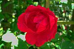 Blaze Rose