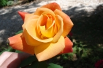 Zinnia-2.html